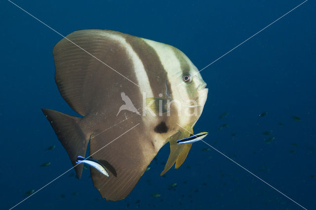 Longfin batfish (Platax teira)