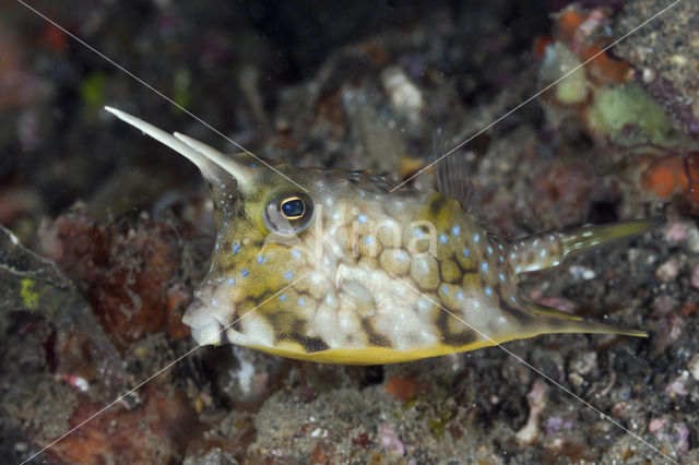 Longhorn cowfish (Lactoria cornuta)