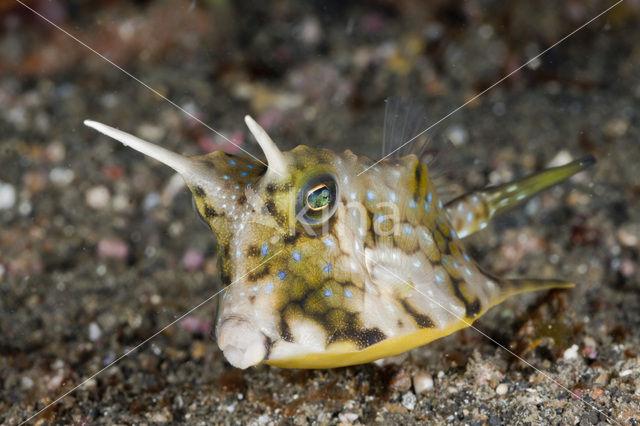 Longhorn cowfish (Lactoria cornuta)