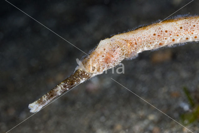longsnouted pipefish (Trachyrhamphus longirostris)