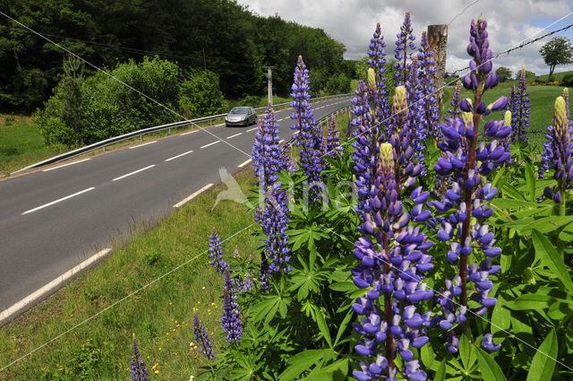 Lupine (Lupinus spec.)