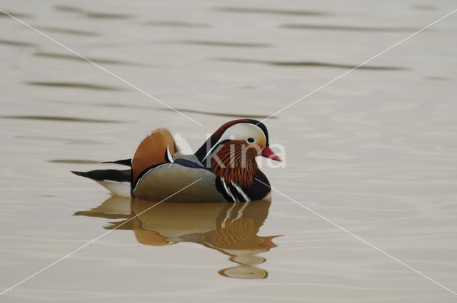 Mandarin (Aix galericulata)