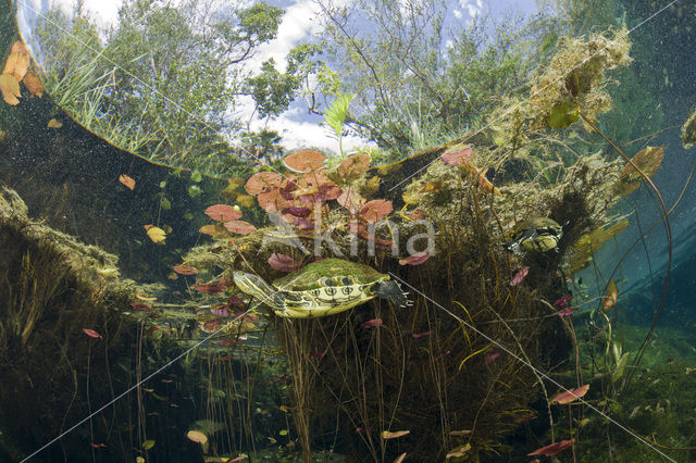 Mesoamerican Slider (Trachemys scripta venusta)