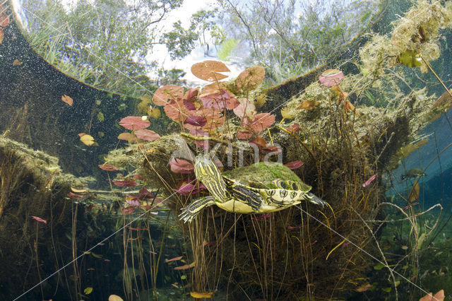 Mesoamerican Slider (Trachemys scripta venusta)