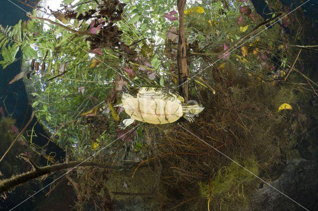 Mesoamerican Slider (Trachemys scripta venusta)