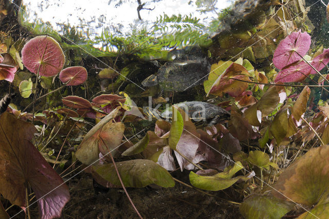 Mesoamerican Slider (Trachemys scripta venusta)