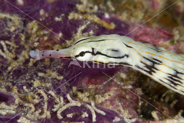 Messmate pipefish (Corythoichthys haematopterus)