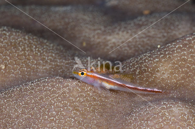 Michel’s ghost goby (Pleurosicya micheli)