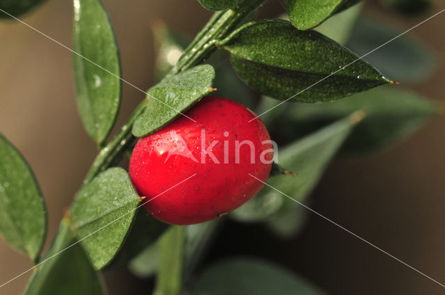 Butcher’s Broom (Ruscus aculeatus)