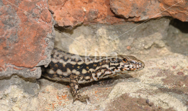 Wall Lizard (Podarcis muralis)