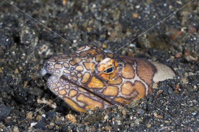 Napoleon snake eel (Ophichthus bonaparti)