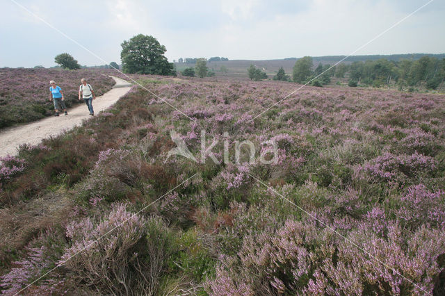 National Park Sallandse Heuvelrug