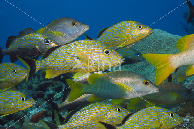 Bluestriped Grunt (Haemulon sciurus)