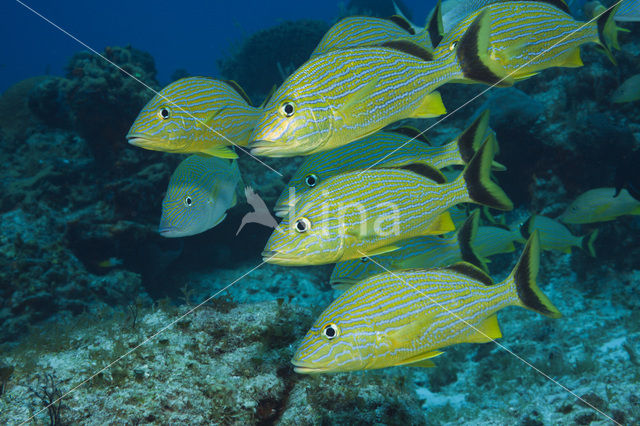 Bluestriped Grunt (Haemulon sciurus)