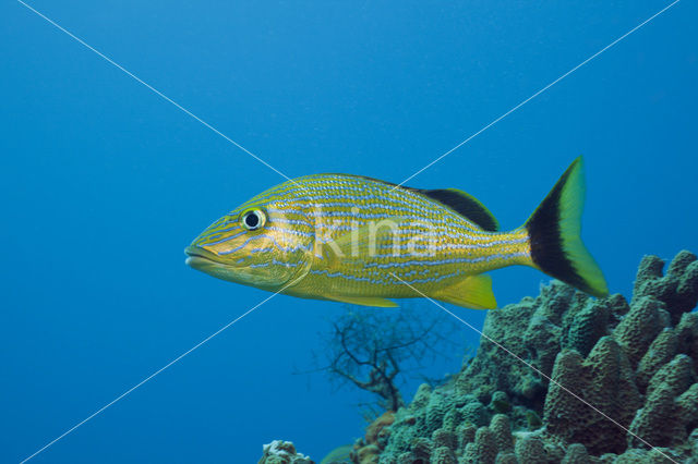 Bluestriped Grunt (Haemulon sciurus)