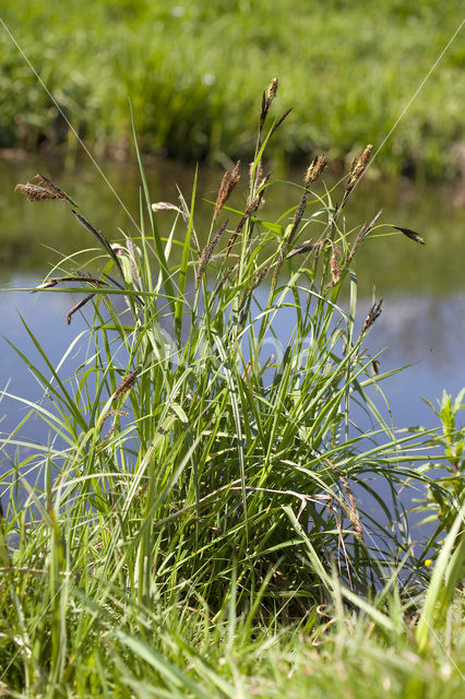 Oeverzegge (Carex riparia)