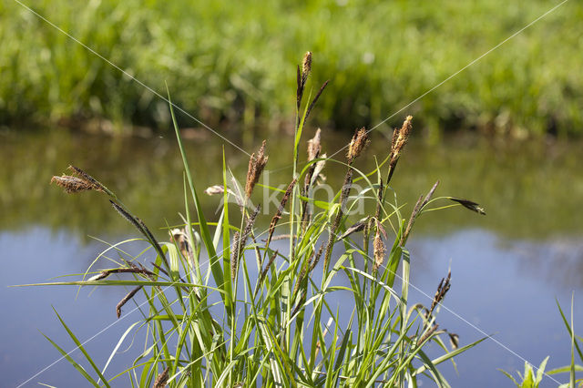 Greater Pond-sedge (Carex riparia)