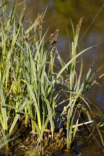 Oeverzegge (Carex riparia)