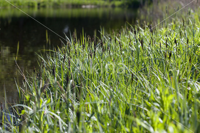 Oeverzegge (Carex riparia)