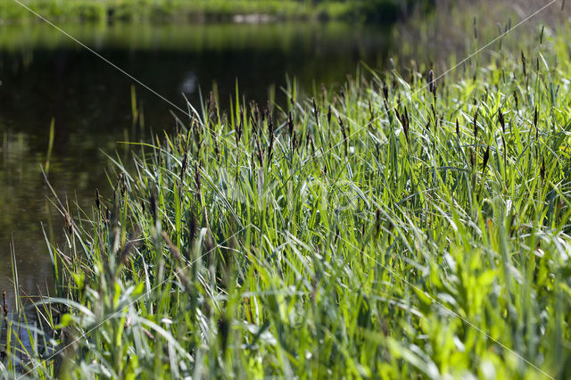 Greater Pond-sedge (Carex riparia)