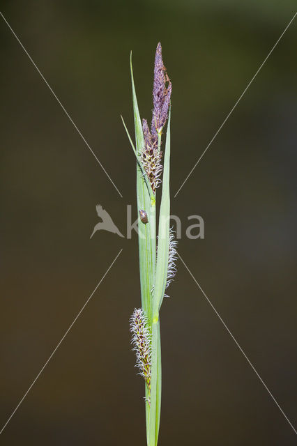 Oeverzegge (Carex riparia)