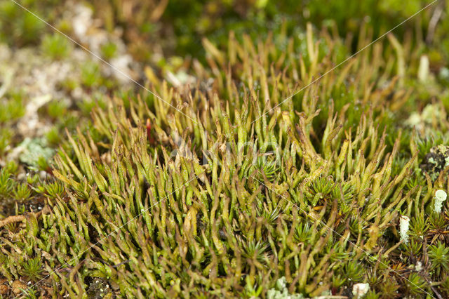 Open heidestaartje (Cladonia crispata)