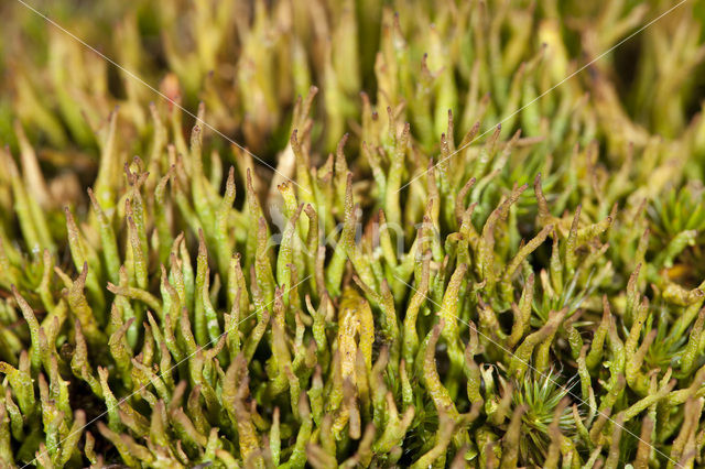 Open heidestaartje (Cladonia crispata)