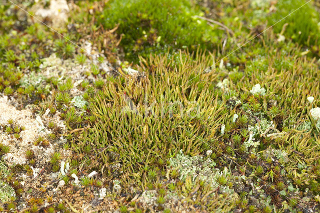 Open heidestaartje (Cladonia crispata)