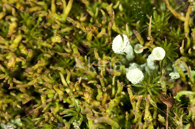 Open heidestaartje (Cladonia crispata)