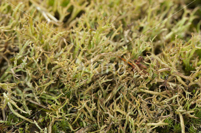 Open heidestaartje (Cladonia crispata)