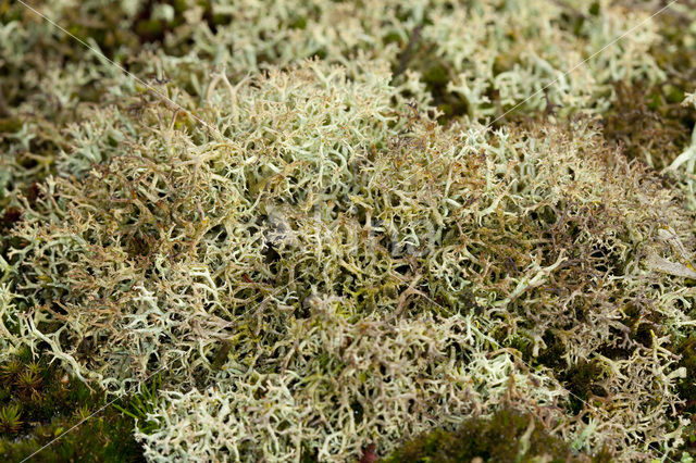 Cladonia portentosa