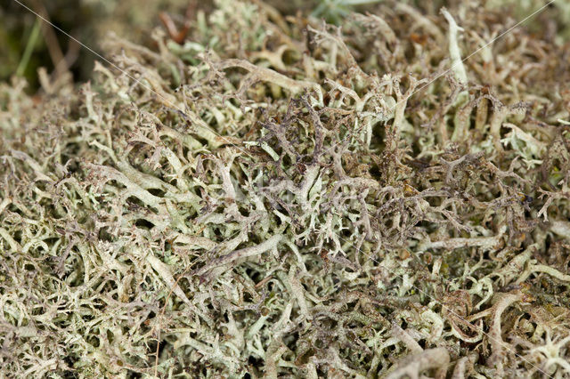 Cladonia portentosa