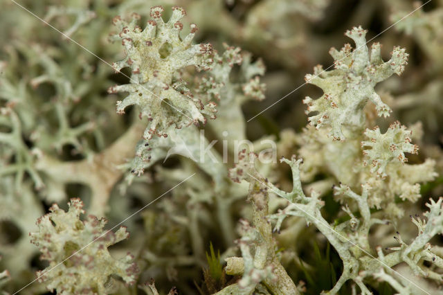 Cladonia portentosa