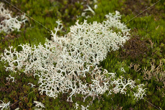 Cladonia portentosa