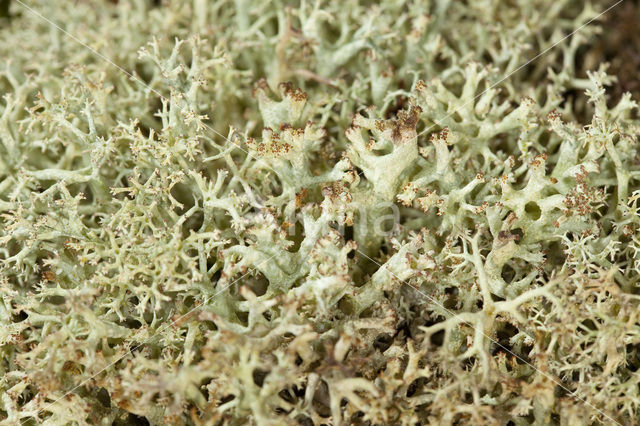 Cladonia portentosa