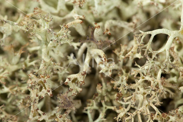 Cladonia portentosa