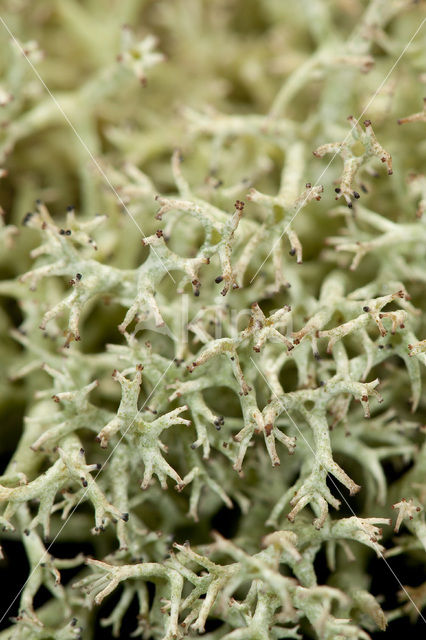 Cladonia portentosa