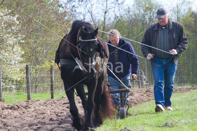 Paard (Equus spp)