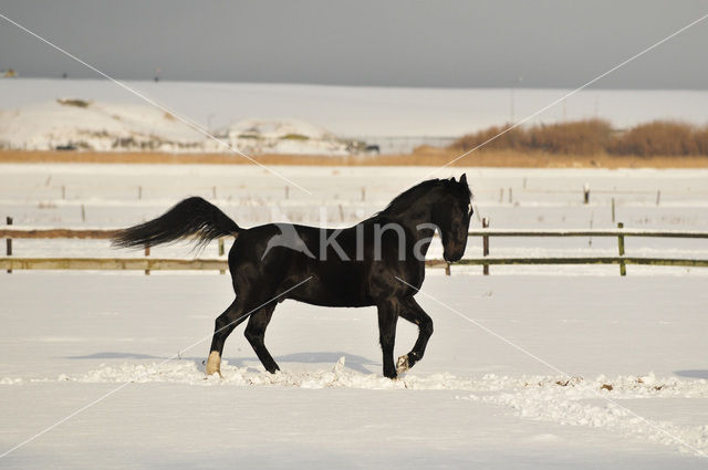 Paard (Equus spp)