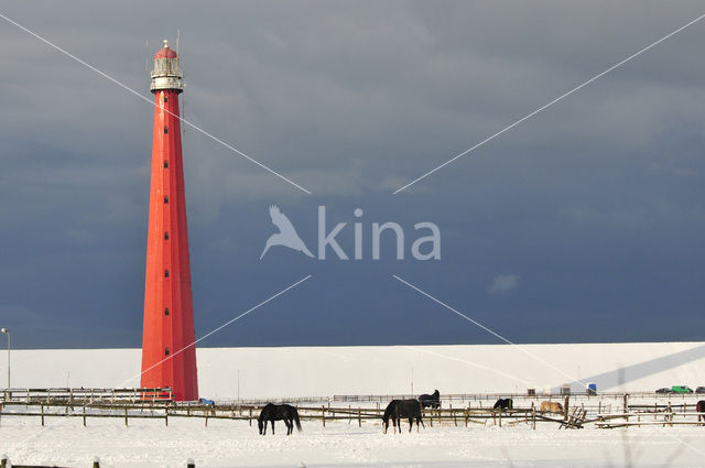 Horse (Equus spp)