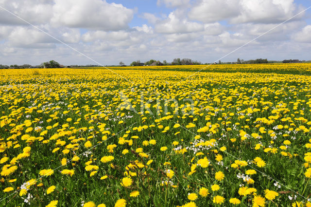 Paardenbloem (Taraxacum spec.)