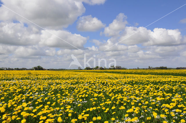 Paardenbloem (Taraxacum spec.)