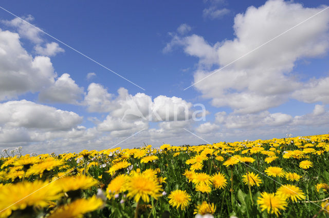 Dandelion (Taraxacum spec.)