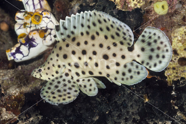 Humpback grouper