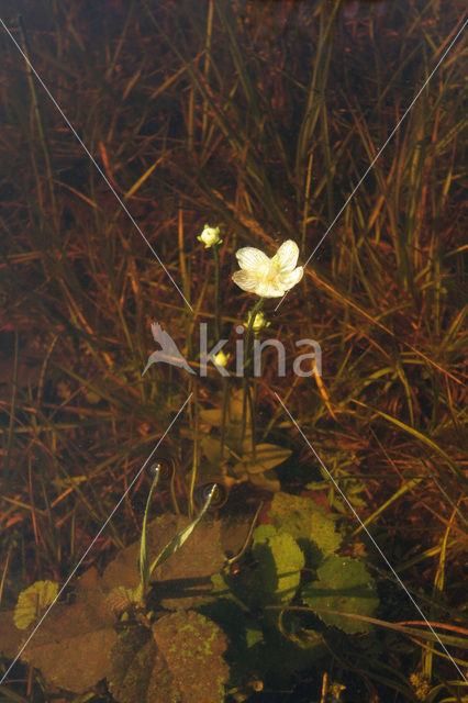 Northern Grass-of-parnassus (Parnassia palustris)