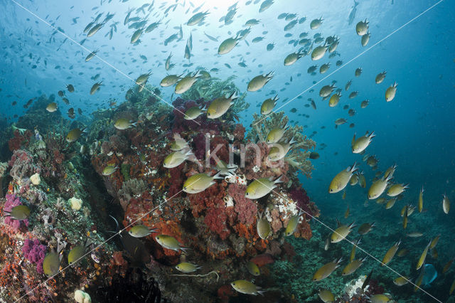 Philippines chromis (Chromis scotochiloptera)