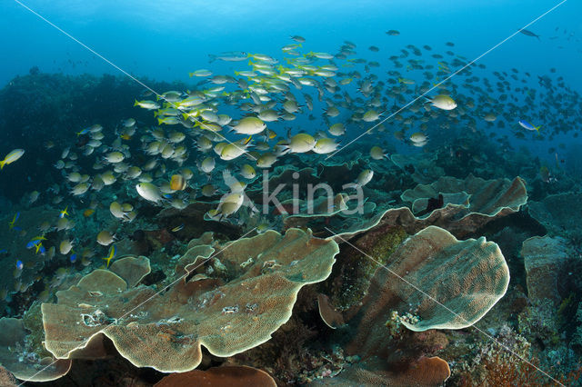 Philippines chromis (Chromis scotochiloptera)