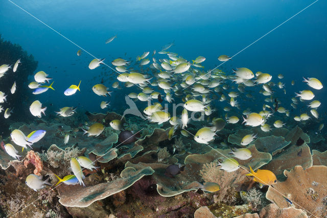 Philippines chromis (Chromis scotochiloptera)