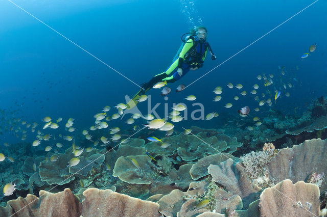 Philippines chromis (Chromis scotochiloptera)