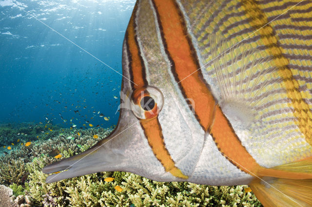 Copperband butterflyfish